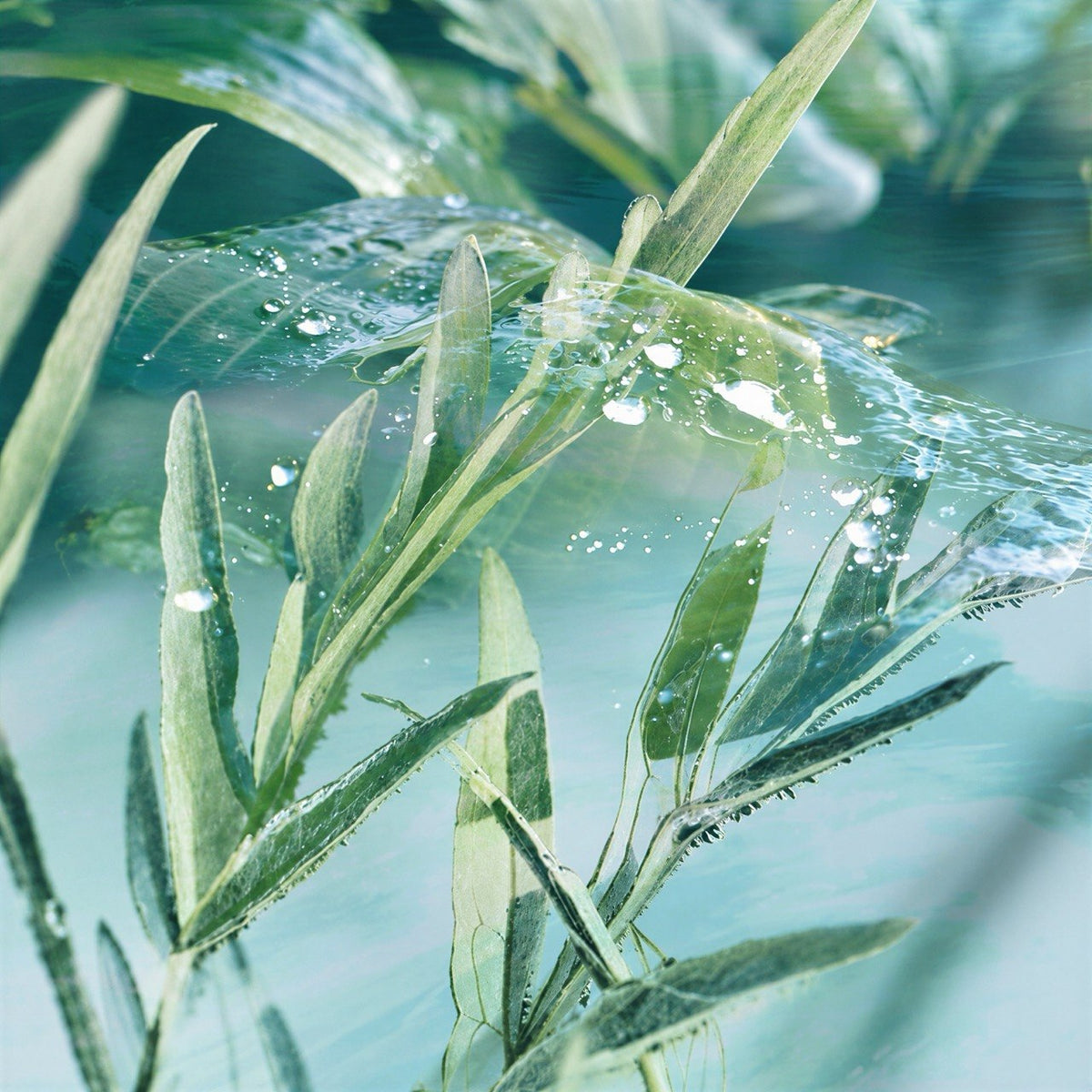 Sea Salt & Sage