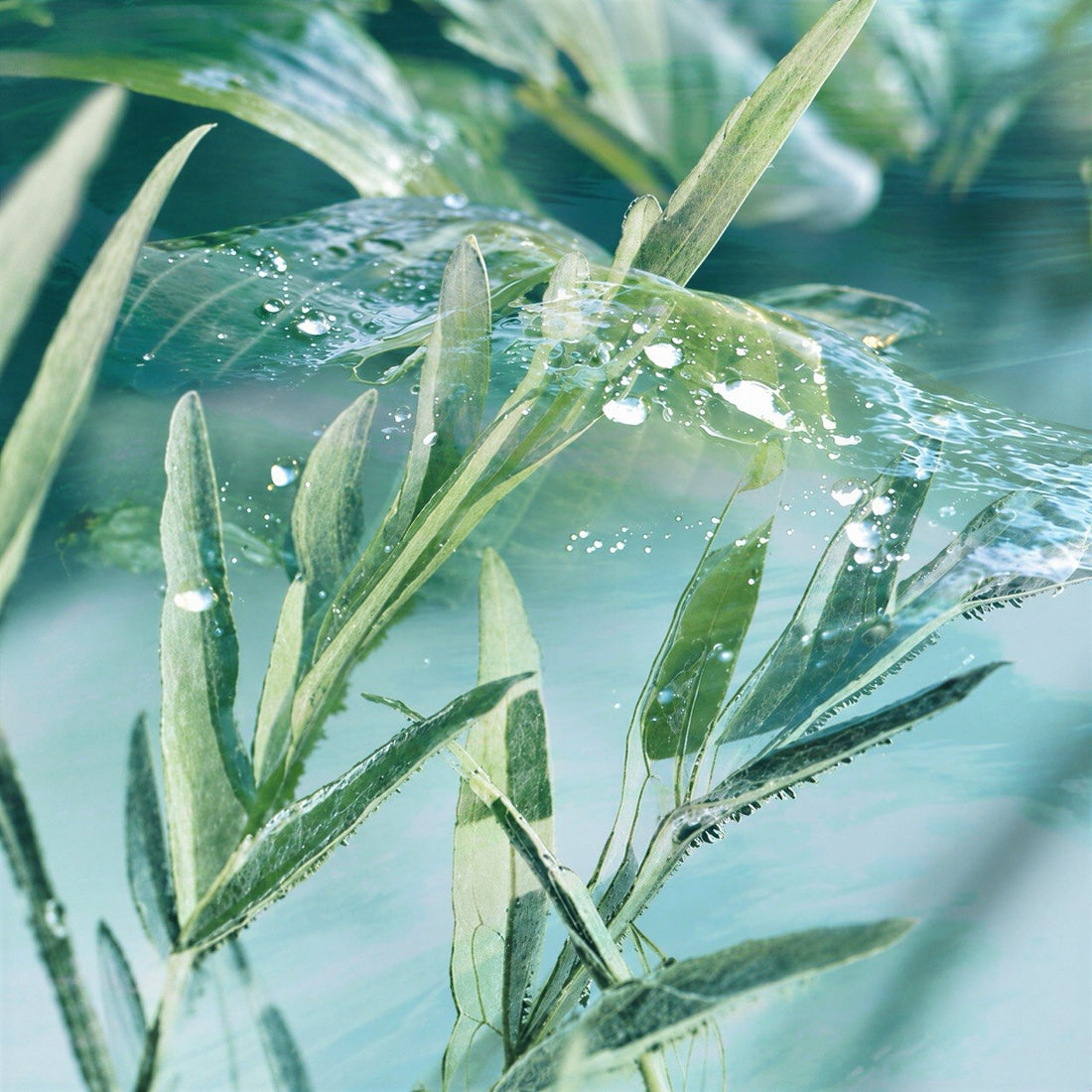 Sea Salt &amp; Sage